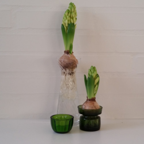 Glasvaser og hyacintglas